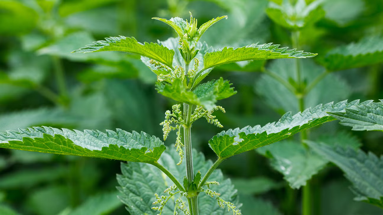 Nettle Root